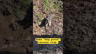 raccoon trapping raccoon trapping with Duke dog proof raccoon trap [upl. by Grof]