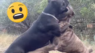 CANE CORSO Dog AGGRESSION How I Correct to Prevent a Fight [upl. by Sarina]