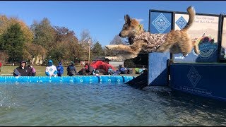 48th Annual Waterfowl Festival in Easton [upl. by Irene579]