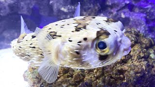 Porcupine Puffer Fish Diodon holocanthus [upl. by Nuyh732]