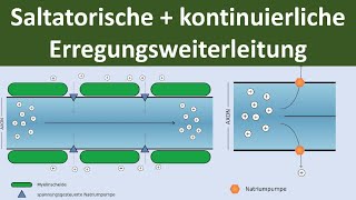 Saltatorische und kontinuierliche Erregungsleitung am Axon Biologie Neurobiologie Oberstufe [upl. by Dinnie]