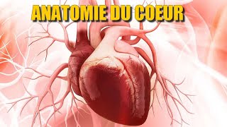 ANATOMIE DU COEUR 1  Animation 2D [upl. by Nereids616]