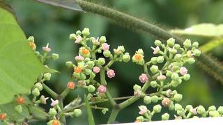 Honeybee on Bushkiller セイヨウミツバチ♀がヤブガラシに訪花吸蜜 [upl. by Norman]