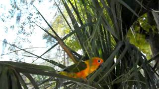 wild sun conure [upl. by Ciapha]