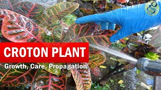 How to Grow Croton Plant  Croton plant care  Codiaeum variegatum Botany Growth Care Video English [upl. by Janet841]