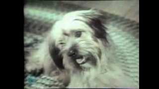 1970 Chuck Wagon Dog Food Commercial [upl. by Iznekcam238]