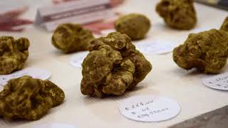 Fiera Internazionale Del Tartufo Bianco DAlba  Langhe Videos [upl. by Bellamy262]