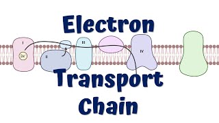 Electron Transport Chain Animation  ATP synthesis [upl. by Halullat]