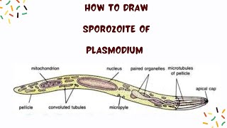 How to draw Sporozoite of Plasmodium plasmodium parasite zoologyclasses [upl. by Sewellyn]