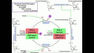 Glycolysis  Regulation of PFK1Glycolysis Via PFK2 Activity [upl. by Malcah]