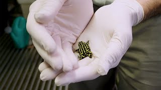 Corroboree Frog Keeper Talk at Taronga Zoo Sydney [upl. by Desmund]