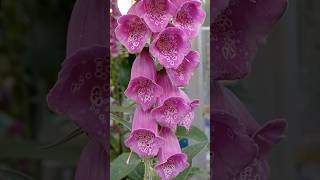 Stunning Foxglove garden foxglove [upl. by Moscow]