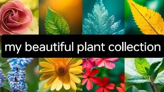 my rare plant collection gd plants indore [upl. by Oak]