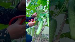 The Perfect Method For Growing Cucumbers For Beginners [upl. by Yrroc]