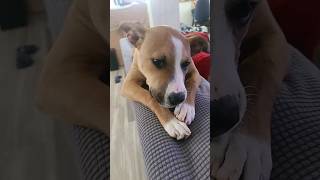 Buck the DogJust chillin pitbull doglover americanstaffordshireterrier funny puppy cute [upl. by Ynelram]