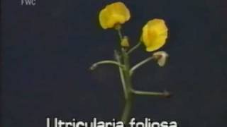 bladderwort Utricularia foliosa [upl. by Hanny]