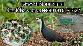 waterhen dahuk bird trap huntingdak pakhi dhora fadhash pakhi dhora fad [upl. by Etam221]