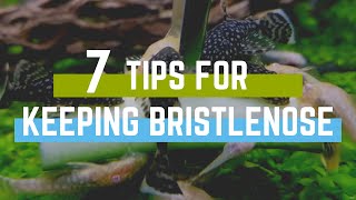 7 Tips for Keeping Bristlenose Plecos in an Aquarium [upl. by Erek952]