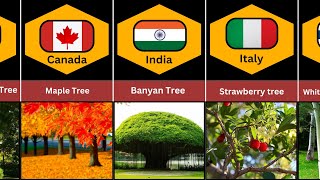 National Tree From Different Countries 🌳🌳🌏🌍part 1 [upl. by Merralee947]