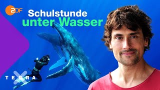 Live Schulstunde  Der Kreislauf des Lebens im Meer Vom Buckelwal zum Schleimaal  Terra X plus [upl. by Inilahs]