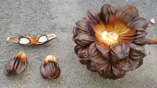 Nippa Palm Nypa fruticans giant overripe fruits collected at Kuala Sibuti Borneo [upl. by Nahta579]