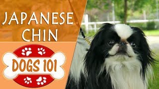 Dogs 101  JAPANESE CHIN  Top Dog Facts About the JAPANESE CHIN [upl. by Ecnesse686]