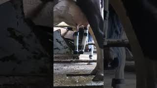 Robotic milking fullwood JOZ merlin M2 shorts [upl. by Frasco]