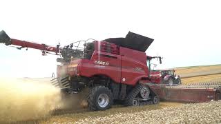 Nowy Case IH AxialFlow 8250 z nietypowym hederem quotdraperquot  FARMERPL [upl. by Annaiek]