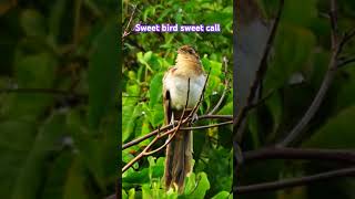 Striped cuckoo call short sound call sweetsinging [upl. by Gnaoh716]