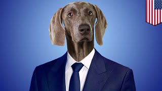 Lawyer dog Court thinks give me a lawyer dog refers to an actual dog attorney  TomoNews [upl. by Aineles]