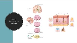 Touch temperature and pain [upl. by Ayotel]