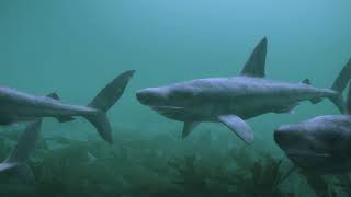 Basking shark group behaviour video [upl. by Handy]