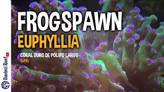 Coral Frogspawn  Euphyllia Cuidados parámetros y consejos [upl. by Ssenav]