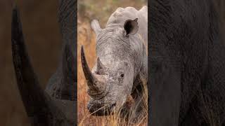 Happy World Rhino Day 🦏  📸 taymccurdy wildlife rhino wildsafari fyp [upl. by Zachar373]