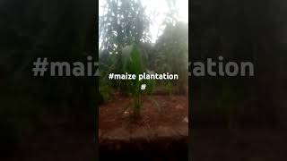 maize plantation kampala ug on small scale [upl. by Publus]