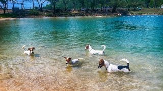 Four Jack Russell Terriers on a Fishing Trip [upl. by Esinev482]