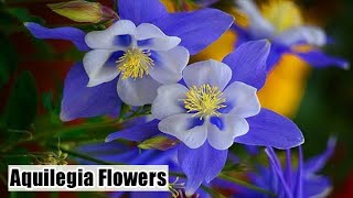 How to grow Aquilegia plant  Columbine flowers  Care and tips of Aquilegia [upl. by Wyne]