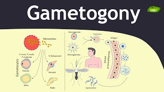 Gametogony in Plasmodium  Malaria  Parasitology  Basic Science Series [upl. by Ulick]