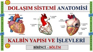 1Dolaşım Sistemi Anatomisi  Kalbin Odacıkları  Kapakçıkları  Uyarı ve İleti Sistemi Konuanlatımı [upl. by Llerraj457]