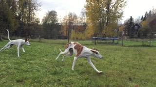 Podencos running  Ibizan Hound  Podenco Ibicenco [upl. by Slohcin392]