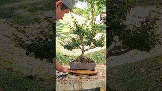 ligustrum bonsai poda de mantenimiento bonsaicolombia tropicalbonsai bonsaigarden [upl. by Robbi800]