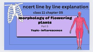 the inflorescence ncert line by line explanation [upl. by Germayne242]