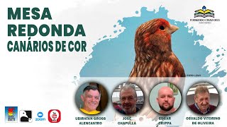 CANÁRIOS DE COR  MESA REDONDA [upl. by Yehudit]