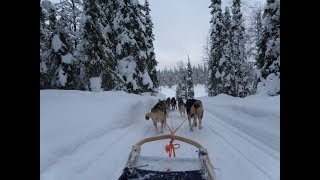 Husky safari Kuusamo Finland [upl. by Lerner]