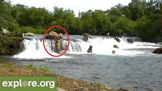 Grazer Attacks Small Bear  Bear Cam Break Down Warning Graphic [upl. by Enreval394]