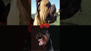 ENGLISH MASTIFF VS DOBERMAN [upl. by Redle]