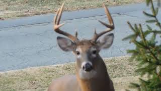 Rutting Buck SW Virginia 14 November 2023 [upl. by Freyah193]