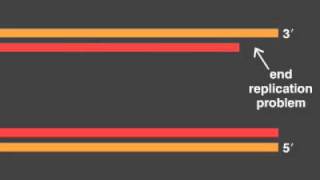 telomere replication [upl. by Salokcin]