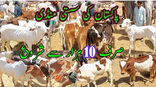 Cheapest Calf Market In Pakistan  Bachra Price In Luddan Mandi  Cattle Bulls Bachra Farming [upl. by Etnud44]