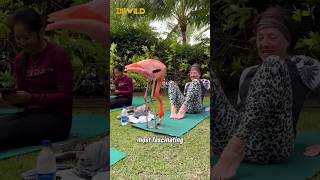 Flamingo Attending a Yoga class  Flamingos life shorts [upl. by Mechling810]